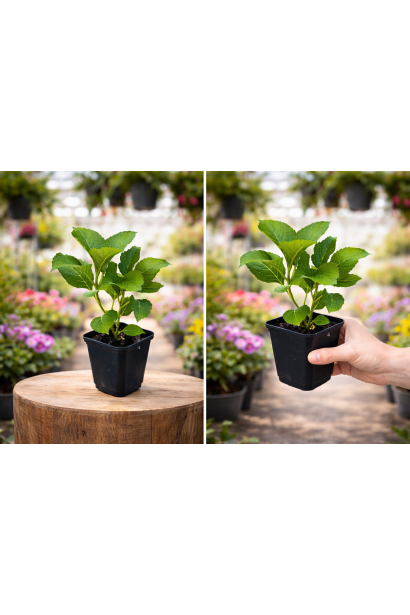 Гортензія Ребеліон Шоко Лав фото